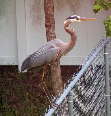 [The heron stands on the fence rail facing the right.]